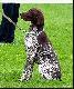 IGO z Czarciego Uroczyska (Archie Keiviento x Fenka Iwa Kajminia) - Pr�by Pracy dyplom I stopnia lok.5/23 !!