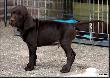 Szczeniaki 6 tygodni (Archie Keiviento x Floor Luna v.d. Slotobosse Heide)