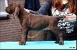 NATE v.d. Slotbosse Heide (Archie Keiviento x Floor Luna v.d. Slotobosse Heide) - 6 tygodni
