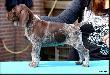 NELSON v.d. Slotbosse Heide (Archie Keiviento x Floor Luna v.d. Slotobosse Heide) - 6 tygodni