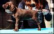 NIELS v.d. Slotbosse Heide (Archie Keiviento x Floor Luna v.d. Slotobosse Heide) - 6 tygodni