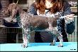 NIKE MAX v.d. Slotbosse Heide (Archie Keiviento x Floor Luna v.d. Slotobosse Heide) - 6 tygodni