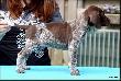 NORRIS SAM v.d. Slotbosse Heide (Archie Keiviento x Floor Luna v.d. Slotobosse Heide) - 6 tygodni