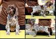 DUMKA v.d Waltakke (Archie Keiviento x KS SIlny v.d. Waltake) - 6 tygodni, niektore samce sa jeszcze wolne !!