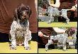DINO v.d Waltakke (Archie Keiviento x KS SIlny v.d. Waltake) - 6 tygodni, niektore samce sa jeszcze wolne !!