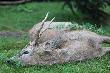 Pierwszy, ale chyba nie ostatni? (19,5 kg,  trzecia g�owa)
