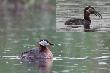 Ene Due Rabe po�kn�� perkoz �ab�. 11-05-2013
