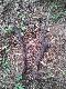 13.05.2013.dzi� poszcz�sci�o ciekawa para �smaka waga 2,60kg 37i38 �wie�y