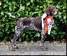 Archie ostatnio poszalal troche na wystawkach hehe :) i udalo mu sie zdobyc: na 2 x CAC (krajowka) w oldenburgu -  2 x dosk.1, 2 x CAC, 2 x Zwyciezca, 1 x BOB Zwyceizca Rasy, natsepnie 2 x Dortmund - wystawa Europejska VDH i CACIB miedzynarodowa: dosk.1, CAC VDH, CACIB, BOB, ZWYCIEZCA EUROPY VDH 2013 !!!!!
a drugiego dnia: 
dosk.1, CAC VDH, CACIB, BOB, VDH - FR�HJAHRSSIEGER !!! :) :)
