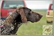 Pr�by Pracy Lomia - NEFRA Hubert�wka znad Parsety (Archie Keiviento x Fiona Kajminia) - dyplom I stopnia !!!!!
