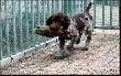 NORRIS SAM v.d. Slotbosse - Heide (Archie Keiviento x Floor Luna v.d. Slotobsse - Heide) - 8 tygodni