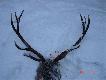RYSIOWY (?) BYK
Byk sk�usowany w grudniu 2005 roku. Podchodz�c do niego widzia�em po raz pierwszy w lesie rysia. Wra�enie niesamowite.