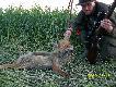 Pierwszy lisek w tym sezonie,kt�ry  d�ugo nie nacieszy� si� swoim �upem..Strza� komorowy oczywi�cie z 8-eczki ...Krzysiek amo. super..Dzi�ki..Pozdrawiam..DB..Rajmund..