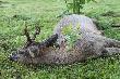 Jest i trzeci-skromny my�kus.
 (3-4 lata i tylko 16 kg.)