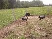 Sze�cio miesi�czny FASTER i FUKS Z Lutomia na zagrodzie 