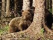 Okres godowy u s�owackich nied�wiedzi