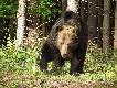 Maksimus we w�asnej osobie (waga ponad 350kg)... no nie chcia�bym si� z nim spotka� oko w oko. 