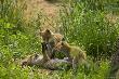 Ale �eby dw�ch na jednego :-)