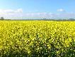 Ciekawe ile dzik�w tam siedzi:-)