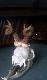 baranie rogi widok od ty�u...