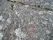 Foto 142: Ryty naskalne: W pobli�u domniemanej hodowli z poprzedniego zdj�cia wyryto tropy nied�wiedzia :-)