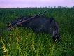 strzelony o 4rano po tropach wydawa� si� wi�kszy waga 47kg by� sam