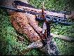 rogacz pozyskany przez Koleg�. �smak N czy my�kus? Waga po preparacji na �wie�o 555 gram.