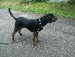 Koledzy Go�czy Polski - Bazyl z Tarnowskich G�r ma 5 lat, nie polowa� ale ma ogromn� pasj� �owieck�, szuka nowego w�a�ciciela. Wi�cej inf pod tel 791-539-740 - Andrzej