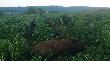 Mia� by� rogacz na tej koniczynie, owszem by� ale r�wniez wysz�a wataha przelatk�w. Dzicza choroba wzi�a g�r�. W tle nowa ambona, na kt�rej siedzia�em... przelatek m�ski wa�y� 53kg. 