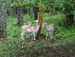 Tak zachowuj� si� introdukowane daniele w moim �owisku... Wed�ug mnie ten pomys� to wielka pomy�ka...