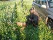 30.05.2013r. �adny wid�ak strzelony o 5.30 rano. Obejrzeli�my wsp�lnie z koleg� oko�o 20 - stu rogaczy tego ranka i w ko�cu zdecydowa�em, �e tego strzele. Zosta� w ogniu po strzale w kark kul� RWS TMS 3,6 grama w kalibrze 223 Rem. Darz B�r!!
