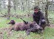 Po prawie ca�onocnej w�dr�wce po le�nych ost�pach dopiero nad ranem natrafi�em na dwa wyg�adnia�e przelatki... ja r�wnie� by�em wyg�odnia�y-strza�u... Przy dziku suka z mojej hodowli Afera Zatorska Sfora �w. Huberta...