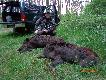 Damian Karamucki K� Daniel 29 w Podaninie
Budzik 2:40 :) Warto by�o wsta�!!