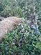 Wrze�niowy rogacz