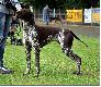 NERDA Hubert�wka znad Parsety (Archie Keiviento x Fiona Kajminia)