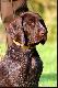 CHIARA TESS v.d. Waltakke (Archie Keiviento x Dumka v.d. Waltakke) - 13 tygodni