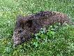 W ko�cu jest setny dzik w karierze �owieckiej :-) 
Dzisiaj (13.06.2013 r.) o godz. 4.20 �w. Hubert by� �askaw pokaza� mi tego przelatka. Dzi�ki wielkie!
