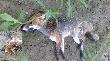 Lis pies ♂ Niby nic, ale strza�... niez�y fuks.Odleg�o�� maksymalna, widoczno�� doskona�a, lis odchodzi odemnie, przystaje, bior� poprawk� na dystans nas dziel�cy... i si� uda�o... Bestwinka 15.VI.2013 r. g.4:55 (2)