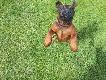 Ma�y pogromca dzik�w:) Trop - Sfora Nemroda