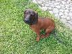 Trop - Sfora Nemroda. 5 miesi�cy