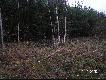 Bobry
Dzia�alno�� bobr�w w zlewni rzeki Osownicy (dop�yw Liwca)...