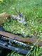 3-letni, s�aby, nieregularny 6-tak. DB