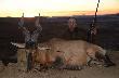 Red hartebeest strzelony na 280 metr�w. 