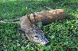 M�j drugi rogacz strzelony 09.06.2013 o 5.45 Wiek ok 10-11 lat 