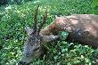 M�j drugi rogacz strzelony 09.06.2013 o 5.45 Wiek ok 10-11 lat 