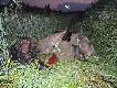 Jeszcze za dnia spotka�em watache  w pszenicy... I tym razem Asper nie mia� co robi�... DB