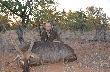 Waterbuck - kozio� wodny. W zwi�zku z tym, �e z�amany jest to odstrza� redukcyjny przed por� such�. 
