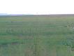 20.45 dziki buchtuj� ��ke, ostro�c s�aba poniewa� by�y na jakies 150m robione telefonem.