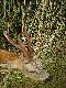 a gdy  niewprawn� pu�cisz d�onia w pysk odbije stali si�a  tak si� naucz robi� broni�  by natur� swoj� s�u�y�a...  ostatnie  idiotyzmy  odno�nie   czterech setnych milimetra (grubo�� w�osa)   sprawi�y,�e przeprosi�em m�j drugi sztucer  i nawi�zali�my  owocn� wsp�prac�   Chodzi�o za mn� od kilku  sezon�w  upolowanie koz�a o takiej formie parostk�w - w tym sezonie �w. Hubert  podarowa� mi takiego koz�a   :-) Dzi�kuj� Ci �w Hubercie  (wiek 7?8 lat   waga 430 gr)