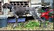 NORTON Hubert�wka znad Parsety (Archie Keiviento x Fiona Kajminia) - 14 miesiecy